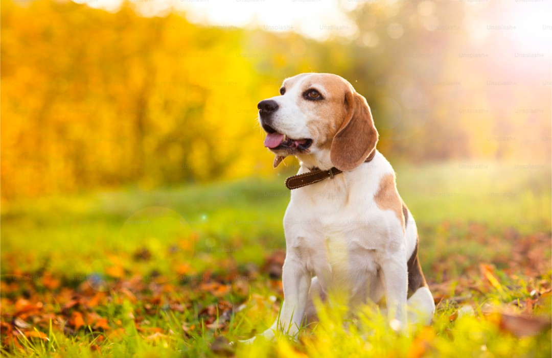Dog outdoors in nature