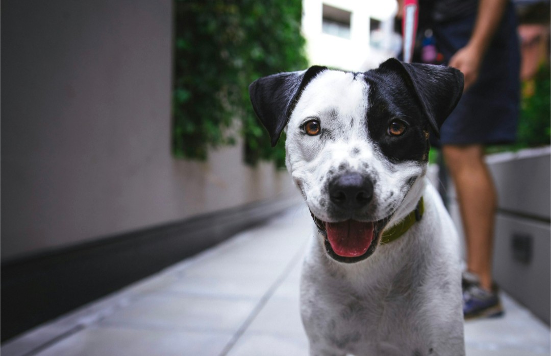 Portrait dog