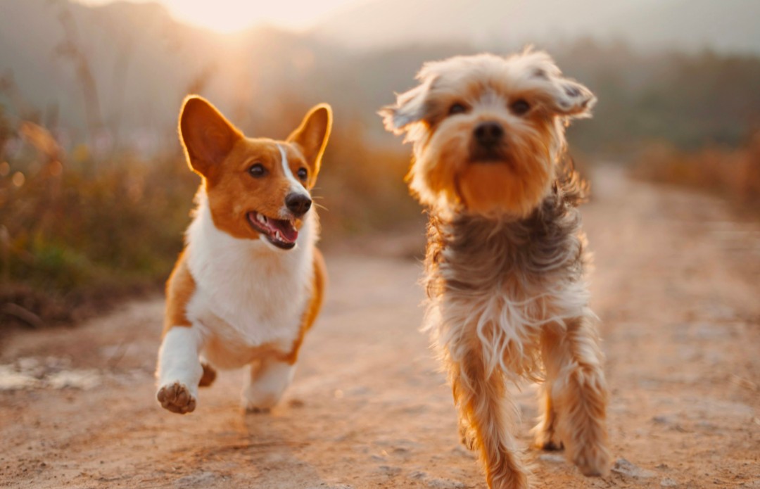 Two dogs running playfully