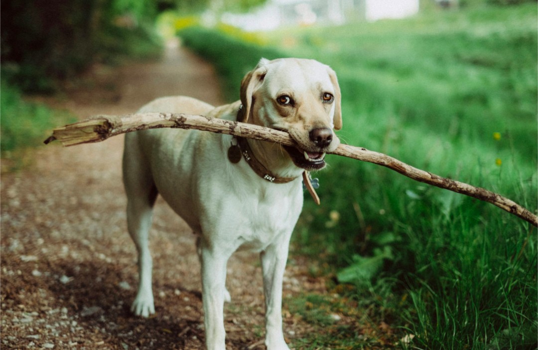 Happy dog walking with stick
